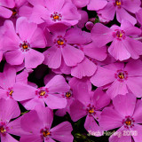 Phlox Blooms