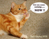 Amy's Demanding Cat