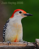 Red-bellied Woodpecker
