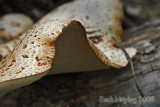 Shelf Fungus