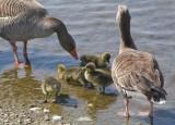 Hornsea Mere Goose chicks