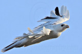 _MG_5900 Leucistic Red-tailed Hawk.jpg