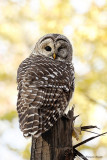 Chouette rayée - Barred Owl