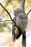 Chouette rayée - Barred Owl