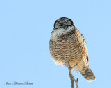 chouette épervière - Hawk owl