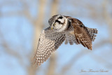Chouette épervière Survol - Hawk Owl