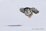 Chouette épervière torpille - Hawk Owl