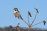 Chouette épervière - Hawk Owl