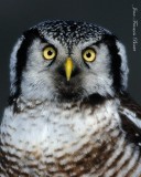 Chouette épervière portrait - Hawk Owl close-up