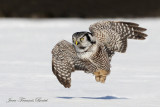 Chouette épervière - Hawk Owl