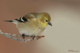 Chardonneret jaune (Île des Soeurs, 17 janvier 2009)