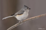 Mésange bicolore (Île des Soeurs, 2 février 2009)