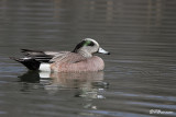 Canard d'Amérique (Île des Soeurs, 15 avril 2009)