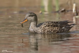 Canard chipeau (Île des Soeurs, 1 mai 2009)