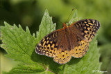 Argynne cybèle (Sabrevois,19 juillet 2009)
