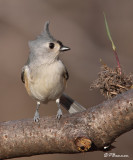 Mésange bicolore (Châteauguay, 28 novembre 2009)