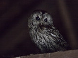 Strix aluco