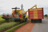 Rice harvesting, Sekinchan
