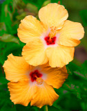 a cool Yellow Hibiscus !