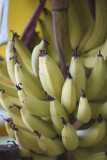 The Bananas are blooming in the yard