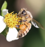 a wonderful worker Bee - beautiful creatures!