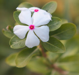 Cool Yard Wildflower