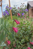 Desert Beardtongue #793 (8848)
