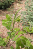 Desert False Indigo #306 (8844)