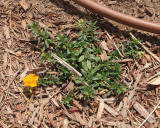 Helianthemum at 12-I (8832)