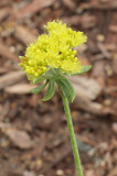 Sulphur Flower #776 (9109)