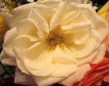 Open Rose