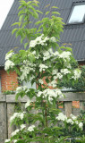 Sorbus alnifolia var. Submollis