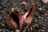 Symplocarpus foetidus