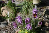 Pulsatilla vulgaris