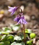soldanella.