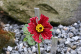 Pulsatilla vulgaris