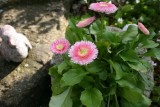 Bellis