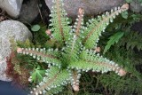 Fern