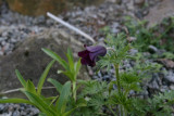 Pulsatilla