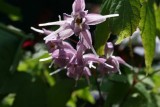 Epimedium grandiflorum violaceum