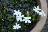Rhodohypoxis baurii alba
