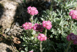 Antennaria dioica