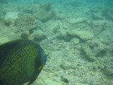 A fish