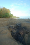 Leatherback - my LeatherHomie
