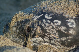 Leatherback - my LeatherHomie