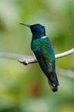 Hummingbird - same type but different one