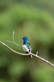 Hummingbird