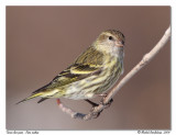 Tarin des pins Pine siskin