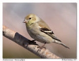 Chardonneret jaune American goldfinch