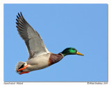 Canard colvert Mallard